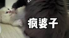 溜溜煤：我专门吓唬不听话的小盆友#猫咪的迷惑行为 #米努特矮脚猫 #曼基康矮脚 #拿破仑矮脚猫 #家