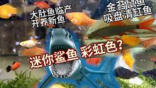 迷你鲨鱼彩虹色？大肚鱼临产开箱新鱼！金苔鼠清缸吸盘鱼彩虹鲨
