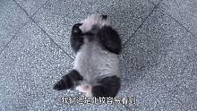 国宝大熊猫居然是天生的内八字？