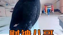 《八哥报恩记》这小鸟可真“刑”啊 #萌宠 #动物成精 #搞笑 #鸟 #八哥
