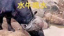 水牛准备喝水#动物世界 #精彩片段 #野生动物零距离 #水牛 #热门 