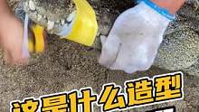 这是什么造型啊，非常6+7啊#鳄鱼#鳄鱼养殖场 #鳄珍