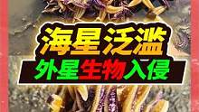 100年不遇的海星泛滥发生在海边，整个海滩直接被围攻，海星自由 #大海的味道 #海五星 #户外赶海 