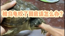 如果被乌龟咬住了该怎么办？