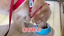 明明可以按时吃饭，却偏偏要拖到出去的时候才吃。#家有馋狗 #狗粮推荐