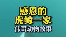 虎鲸报恩送来鲨鱼肝、魔鬼鱼？甚至是小鲸鱼？#万物皆有灵性 #萌宠 #海洋生物 #梗百科