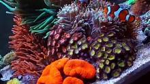 日常分享！#海缸日记 #海水鱼珊瑚 #小丑鱼尼莫 #养鱼日记 #海缸 