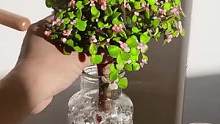 手捧花式金枝玉叶，好养干净又好看，还能治愈空气，非常适合热爱家庭的你#室内绿植 #盆栽花卉 #空气不
