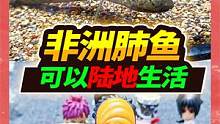 进化出4条须腿的非洲肺鱼，可以生活在陆地几年不死，准备玩具墙 #河豚  #水族 #非洲肺鱼 