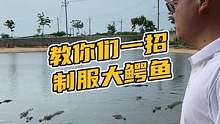 教你们如何一招制服一条大鳄鱼#鳄珍 