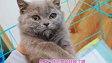 我只说它已经不是娃娃脸了，残疾小蓝猫就不吃肉了，真是个孩子！