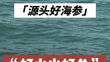 好水才能出好参，看看我们的好海参#海参 #捞海参 #大海的馈赠 #海鲜原产地