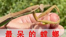 它可能是世界上反应最慢的螳螂了吧