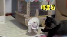 猪包：还好我有九条命，要不已经吓死了#小奶猫的成长日记 #家有傻猫 #猫咪的迷惑行为 #米努特矮脚猫