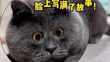#蓝猫 #猫咪 看起来不太聪明的样子#娱乐评论大赏  