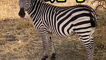 惬意的斑马#动物世界 #动物 #斑马 #随拍 #野生动物零距离 