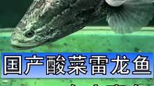 在你们那，管这种鱼叫什么名字呢？我相信总有一个我没听过的。等他伤好之后我就放生，积德行善#酸菜雷龙 
