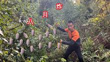 大山里发现稀少的野果，一个都要卖15-20元，拍给大家看看
