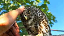 偶遇一只猫头鹰，这家伙还喜欢人给它挠痒痒！