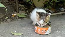 入冬前，我在垃圾桶旁遇到了一只小奶猫