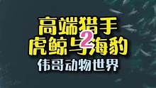 南极虎鲸捕猎海豹的高超技巧，您学会了吗？#海洋生物 #动物世界 #配音
