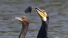 两只普通鸬鹚抢鱼吃太吓人了，一条整鱼一口就吞下去了