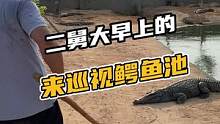 二舅大早上的来巡视鳄鱼池#鳄珍 #鳄鱼 #鳄鱼养殖场