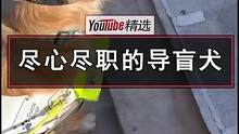 当路遇不明障碍物时，导盲犬会怎么做？来自伦敦的导盲犬Ava，严谨地遵循了工作守则，展示了教科书般的正