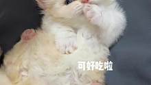 小猫咪居然cpu我#猫咪的迷惑行为 #小奶猫的成长日记 #米努特矮脚猫 #拿破仑猫 #矮脚猫