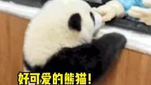 #熊猫 阿姨！我兄弟撑不住了哎哎哎！ #可爱