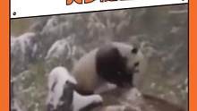 旅居俄罗斯的#熊猫  已经进化成战斗状态了吗#搞笑  #萌宠