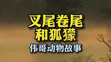 动物的欺骗行为，叉尾卷尾鸟是狐獴的好伙伴吗？#动物世界 #万物皆有灵性 #猫鼬 #迷惑行为大赏
