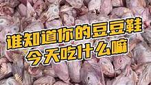 谁知道你的豆豆鞋今天伙食吃什么？#鳄珍 