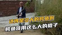 这得是多大的鳄鱼啊，鳄鱼哥居然用这么大的棍子#鳄珍 