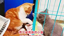 两只被救助的小猫又打起来，互抡小拳头太可爱了，残疾蓝宝没吃亏