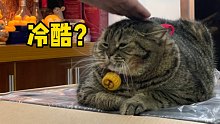 【肥弟】看到最后才知道，你以为的酷猫其实是舔狗