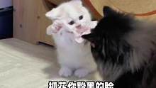 猪包：有点勇气 ，但不多！#小奶猫的成长日记 #家有傻猫 #米努特矮脚猫 #曼基康矮脚 #猫咪的迷惑