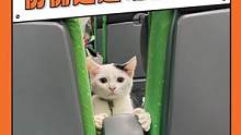 #宠物车厢 仿佛走进动物世界，我觉得可以在这里待三天三夜 #宠物 