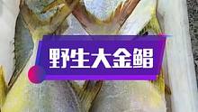 流网捕捞的野生大金鲳鱼，可遇不可求，而且还是活着上岸的