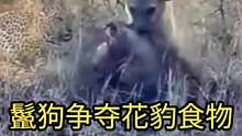 鬣狗成功争夺花豹食物#动物世界 #精彩片段 #鬣狗 #花豹 #万物皆有灵性 