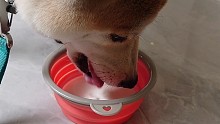 华农酸奶，好喝！