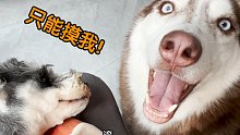笑死了，二哈不准主人摸其它狗，一边骂一边求摸摸！