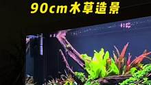 阴性水草缸的魅力#养鱼日记 #水草缸 #水草造景 #玻璃缸中的大自然 #南美缸造景