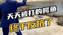 天天挨打的鳄鱼终于反抗了，刺激！#鳄鱼