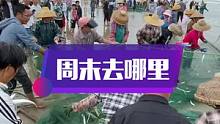 周末去哪里？当然是来南三岛看拉大网吃海鲜啦，刚上水各种各样的海鱼在等你#南三渔小夫赶海 #南三岛 #