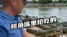 跑去跟鳄鱼抢鱼吃#鳄珍 #鳄鱼