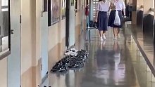 关于学生们拖鞋进教学楼袜子会不会脏的问题
