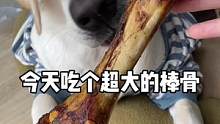 沉浸式吃大棒骨#拉布拉多日记 #拉不拉猪 #精神小狗 #宠物磨牙棒 #宠物吃货