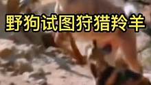 野狗试图狩猎羚羊不料被其逃脱#动物世界 #精彩片段 #羚羊 #野狗 #热门 