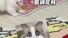 有点拽，但不多！全瑕 不出#小奶猫的成长日记 #米努特矮脚猫 #家有傻猫 #曼基康矮脚 #猫咪的迷惑